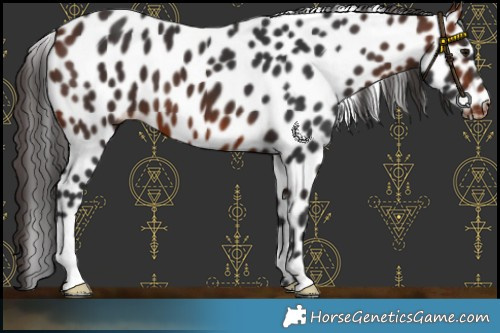 Horse Color:Bay Leopard 