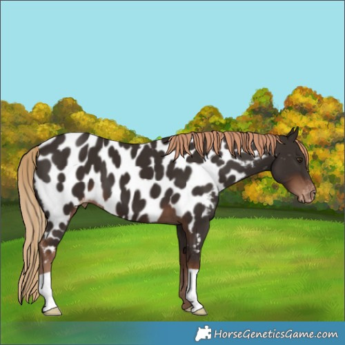 Horse Color:Liver Chestnut Appaloosa