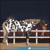Horse Color:Liver Chestnut Near Leopard