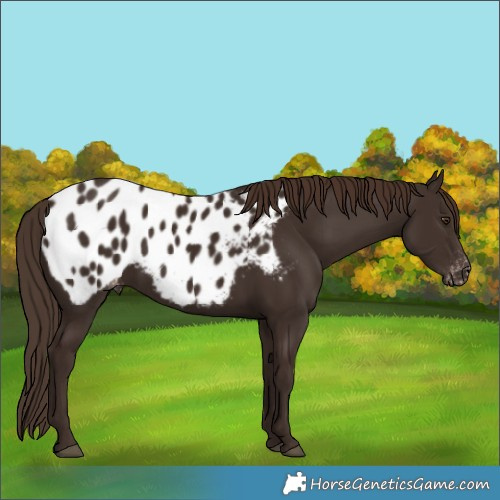 Horse Color:Liver Chestnut Appaloosa 