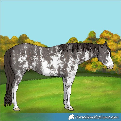 Horse Color:Liver Chestnut Sabino 