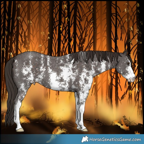Horse Color:Liver Chestnut Sabino