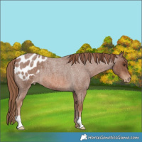 Horse Color:Red Roan Blanket 
