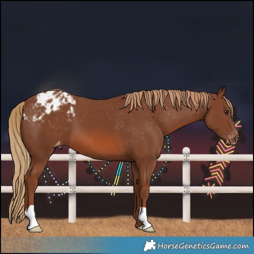 Horse Color:Chestnut Varnish 