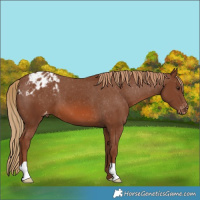 Horse Color:Chestnut Varnish