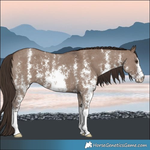 Horse Color:Liver Red Dun Sabino 