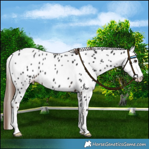 Horse Color:Liver Chestnut Leopard 