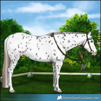 Horse Color:Liver Chestnut Appaloosa 