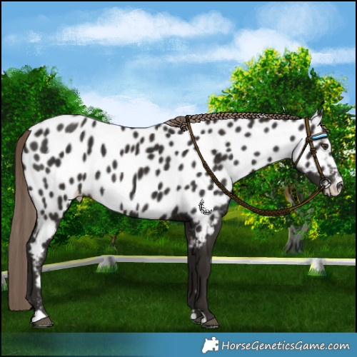 Horse Color:Liver Chestnut Near Leopard 