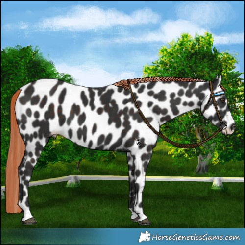 Horse Color:Liver Chestnut Leopard 
