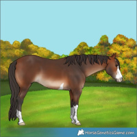 Horse Color:Bay 