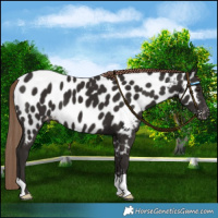 Horse Color:Liver Chestnut Appaloosa 