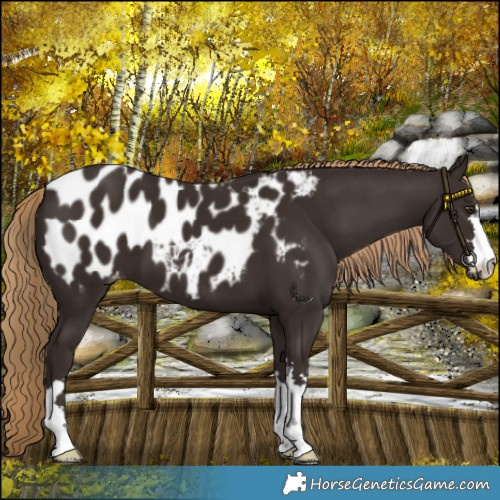 Horse Color:Liver Chestnut Appaloosa