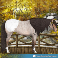 Horse Color:Sable Champagne Roan Snowcap 