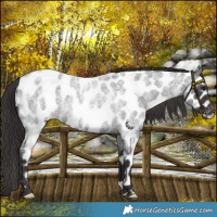 Horse Color:Smoky Blue Roan Near Leopard