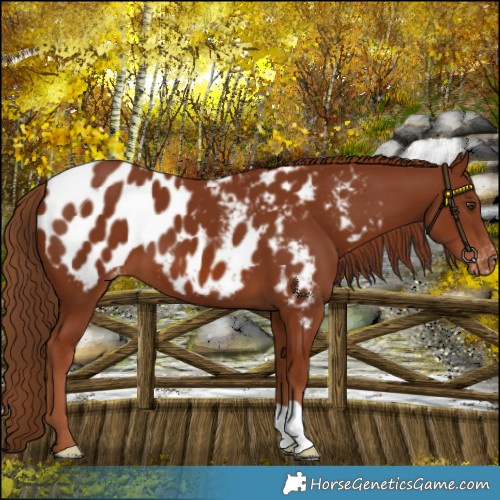 Horse Color:Chestnut Blanket 