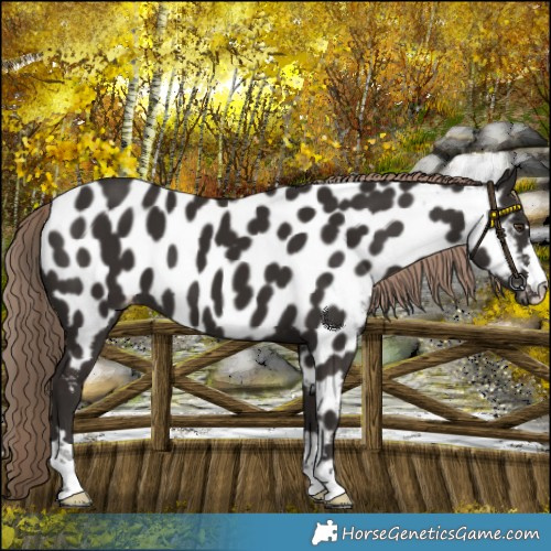 Horse Color:Liver Chestnut Near Leopard 