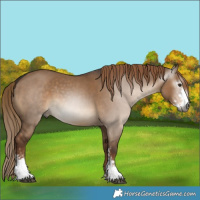 Horse Color:Gray Liver Red Dun Sabino 