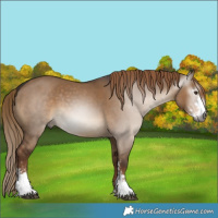 Horse Color:Gray Liver Red Dun Sabino 