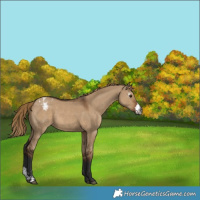 Horse Color:Gray Liver Red Dun Sabino Blanket 