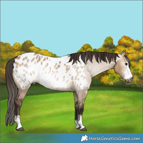 Horse Color:Gray Bay Dun Sabino Appaloosa 