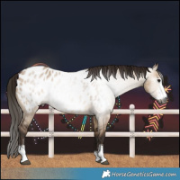 Horse Color:Gray Bay Dun Sabino Near Leopard 