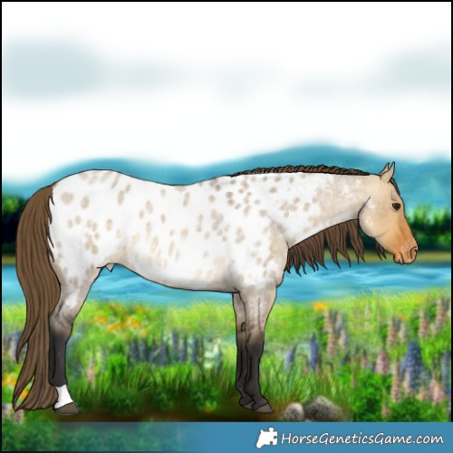Horse Color:Buckskin Roan Dun Near Leopard