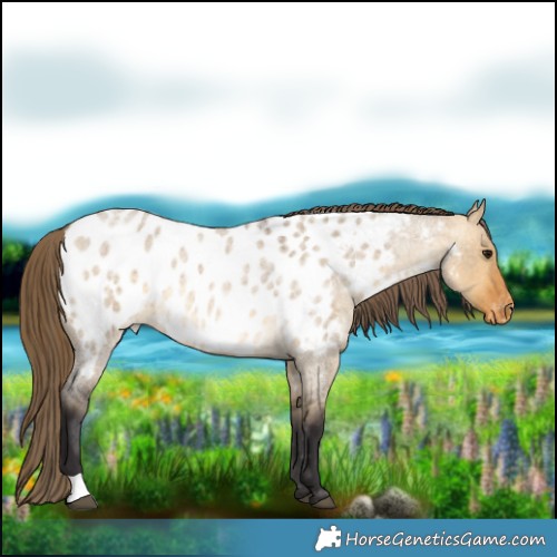 Horse Color:Buckskin Roan Dun Appaloosa 
