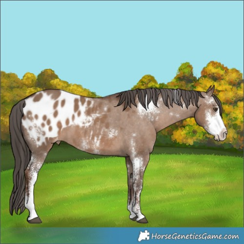 Horse Color:Liver Red Dun Sabino Blanket 