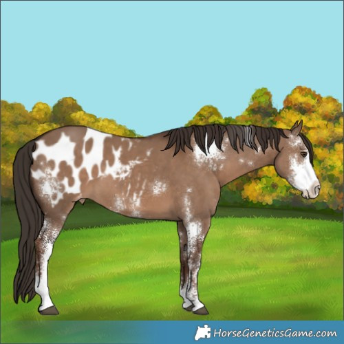 Horse Color:Liver Red Dun Sabino Appaloosa 