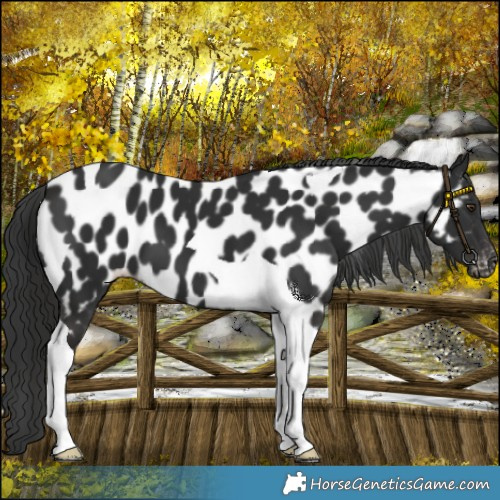 Horse Color:Liver Chestnut Tobiano Appaloosa 