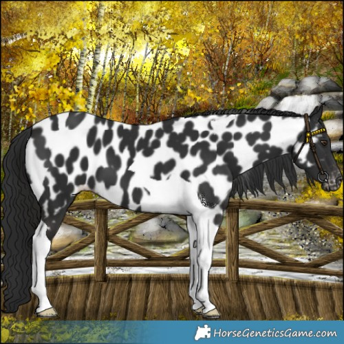 Horse Color:Liver Chestnut Tobiano Appaloosa 