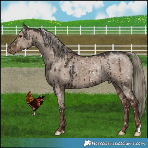 Horse Color:Liver Red Dun Mushroom Appaloosa Brindle 