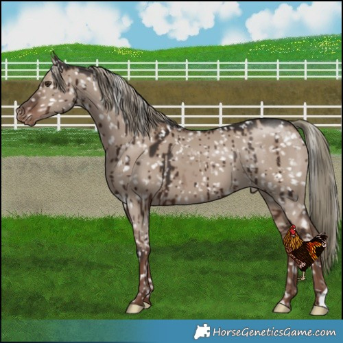 Horse Color:Liver Red Dun Mushroom Snowflake VarnishBrindle 