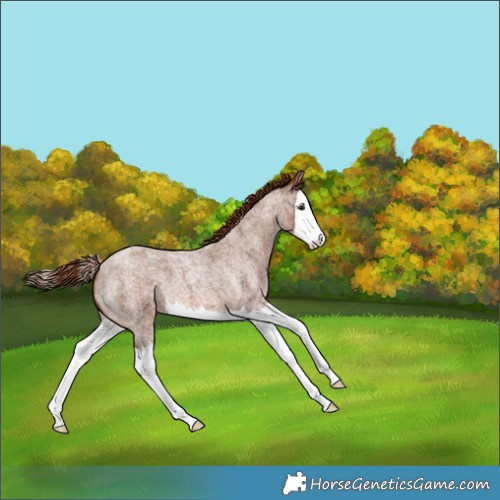 Horse Color:Red Roan Splash 