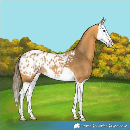 Horse Color:Buckskin Splash Appaloosa 