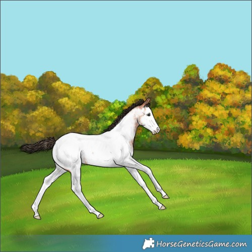 Horse Color:Bay Roan Splash Near Fewspot 