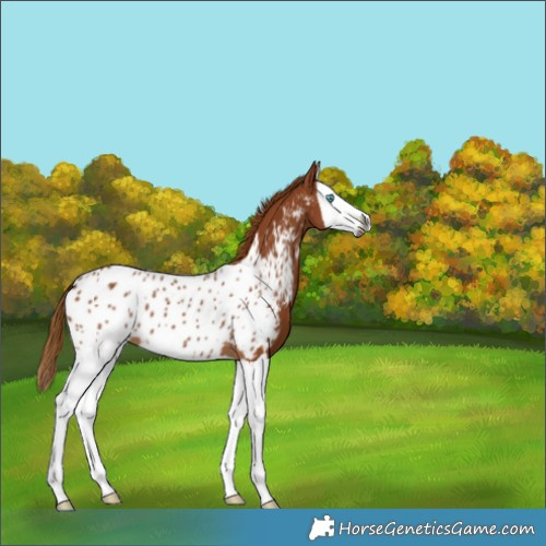 Horse Color:Gray Chestnut Splash Near Leopard 