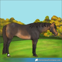 Horse Color:Buckskin 