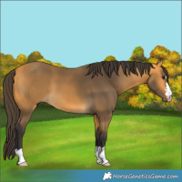 Horse Color:Buckskin 