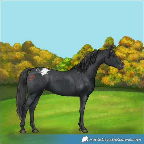 Horse Color:Black Appaloosa Rabicano 