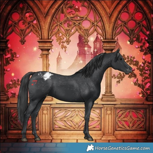 Horse Color:Black Appaloosa Rabicano 