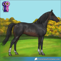 Horse Color:Brown Tobiano