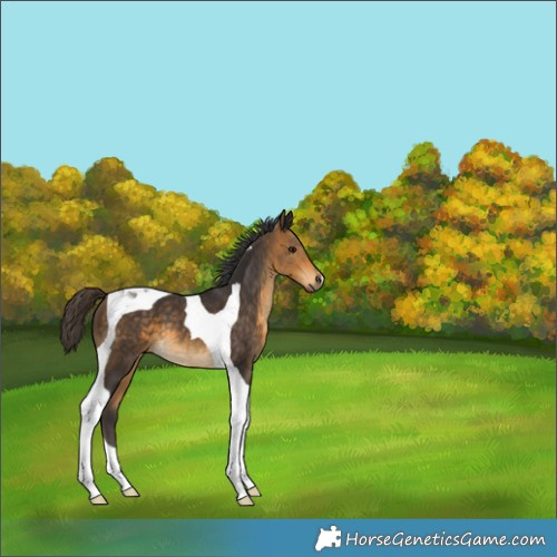 Horse Color:Buckskin Tobiano