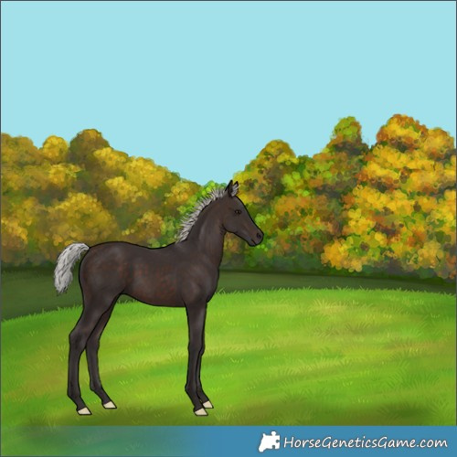 Horse Color:Silver Brown