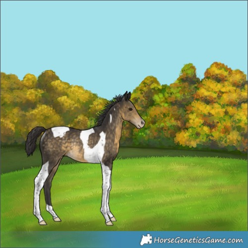 Horse Color:Buckskin Tobiano Varnish Rabicano 