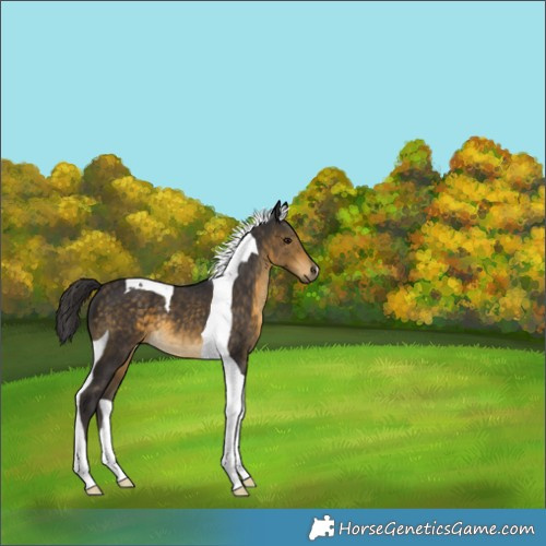 Horse Color:Buckskin Tobiano 