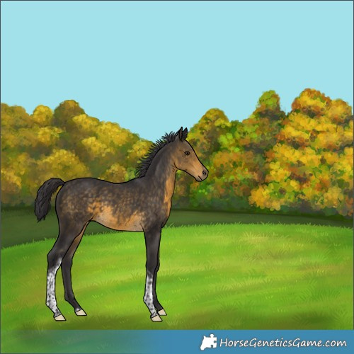 Horse Color:Buckskin Tobiano 