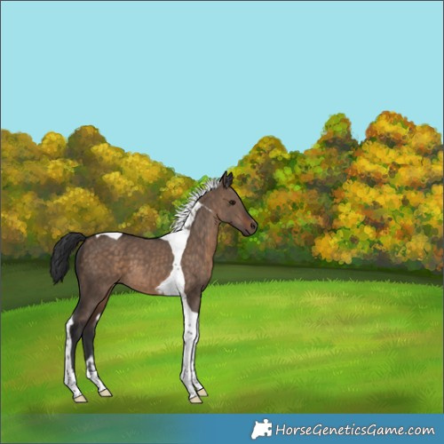 Horse Color:Brown Dun Tobiano 