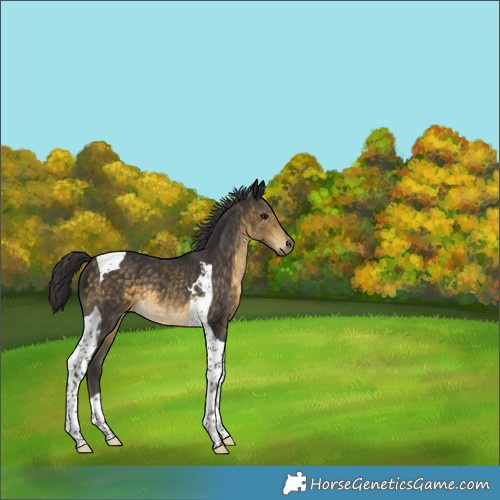Horse Color:Buckskin Tobiano 